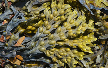 Bladderwrack (Fucus vesiculosus) extracts 20 liters